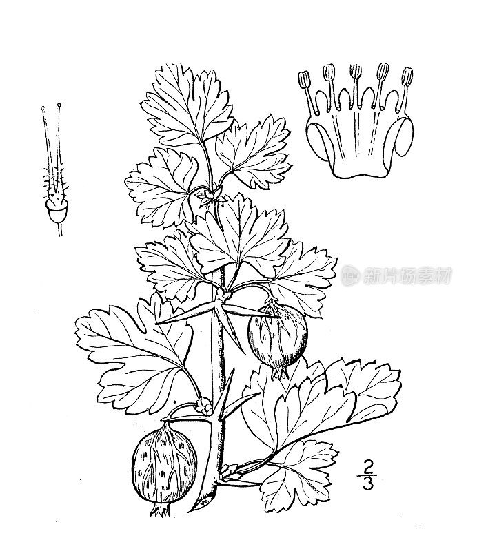 古董植物学植物插图:Ribes uva-crispa，花园醋栗